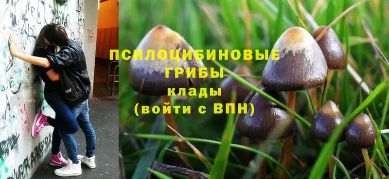 KRAKEN ONION  Заринск  Галлюциногенные грибы Psilocybe 